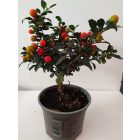 Korall bokor, kisfa 30 cm.magas