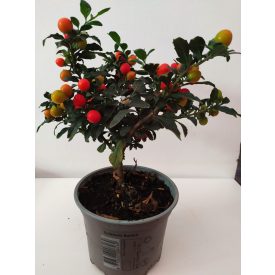 Korall bokor, kisfa 30 cm.magas