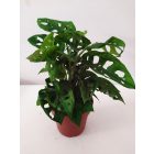 Lukacsos Monstera adansonii.