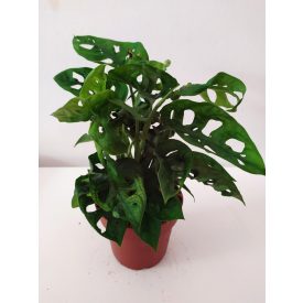 Lukacsos Monstera adansonii.