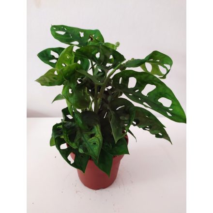 Lukacsos Monstera adansonii.
