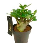 'Baobab" Adenium, Sivatagi rózsa 