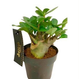 'Baobab" Adenium, Sivatagi rózsa 