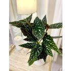 Pöttyös begóia- Begonia maculata szobanövény