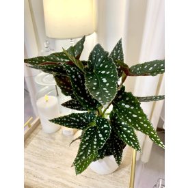 Pöttyös begóia- Begonia maculata szobanövény