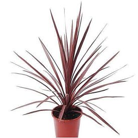 Pálmaliliom Cordyline fruticosa