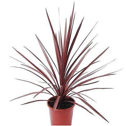 Pálmaliliom Cordyline fruticosa