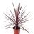 Pálmaliliom Cordyline fruticosa