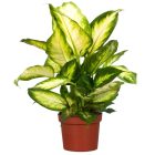 Dieffenbachia Camilla - Buzogányvirág  szobanövény