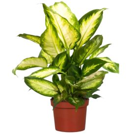 Dieffenbachia Camilla - Buzogányvirág  szobanövény