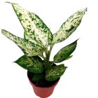 Buzogányvirág Tarka- Dieffenbachia Amy szobanövény