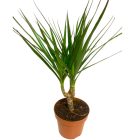 Sárkányfa - Dracaena Marginata szobanövény