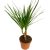Sárkányfa - Dracaena Marginata szobanövény