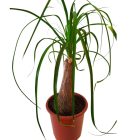 Elefántláb pálma  Beaucarnea recurvata