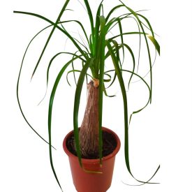 Elefántláb pálma  Beaucarnea recurvata
