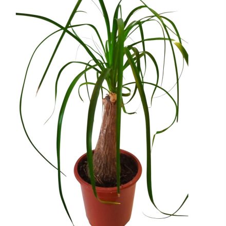 Elefántláb pálma  Beaucarnea recurvata