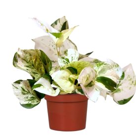 Epipremnum Happy Leaf –szobaifutóka szobanövény