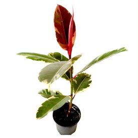 Tarka Szobafikusz- Ficus elastica szobanövény