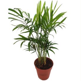 Elegáns pálma (Chamaedorea elegans)