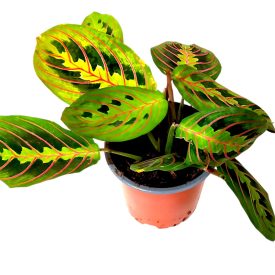 Maranta leuconeura Fusion- nyílgyökér szobanövény 