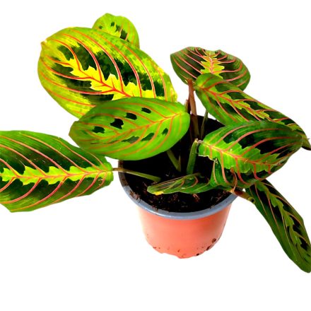 Maranta leuconeura Fusion- nyílgyökér szobanövény 