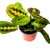 Maranta leuconeura Fusion- nyílgyökér szobanövény 