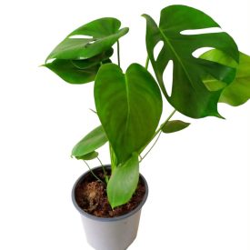 Könnyezőpálma Monstera deliciosa