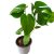 Könnyezőpálma Monstera deliciosa