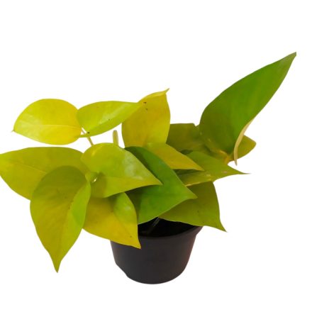 Szobai futóka Neon Epipremnum aureum 'Neon'