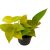 Szobai futóka Neon Epipremnum aureum 'Neon'