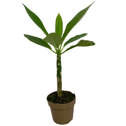 Hawaii rózsa - Frangipáni, Plumeria 