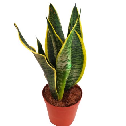Csíkos anyósnyelv Sansevieria trifasciata 