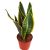 Csíkos anyósnyelv Sansevieria trifasciata 