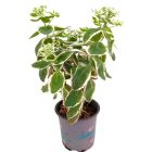 Tarka Varjúháj  Sedum sieboldii 'Variegatum