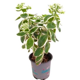 Tarka Varjúháj  Sedum sieboldii 'Variegatum