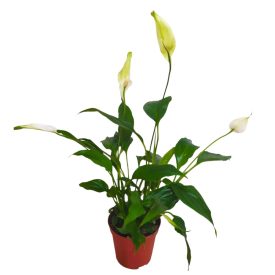 Vitorlavirág Spathiphyllum