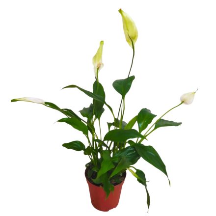 Vitorlavirág Spathiphyllum