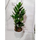 Agglegénypálma - Zamioculcas  szobanövény