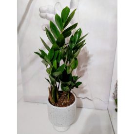 Agglegénypálma - Zamioculcas  szobanövény