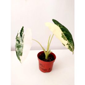 Alocasia frydek 