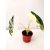 Alocasia frydek 