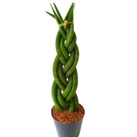 Fonott Anyósnyelv, Sansevieria 