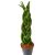 Fonott Anyósnyelv, Sansevieria 