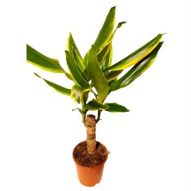 Dracéna fragrans W