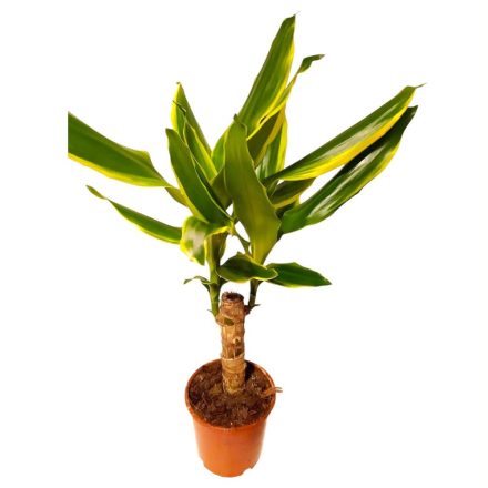 Dracéna fragrans W