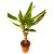 Dracéna fragrans W