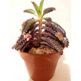 Elevenszülő pozsgás Kalanchoe daigremontiana.10cm.