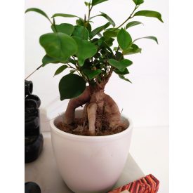Ficus ginseng bonsai 