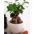 Ficus ginseng bonsai 