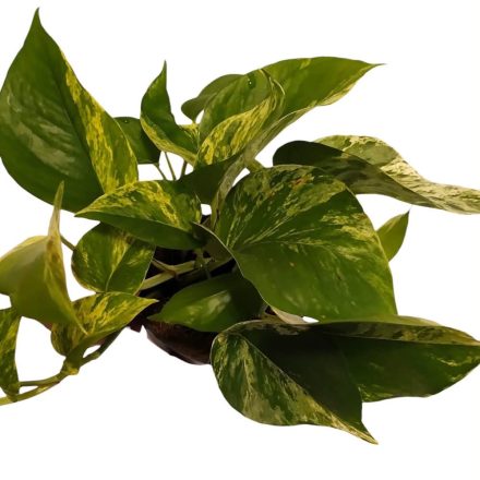 Szobai futóka Epipremnum aureum